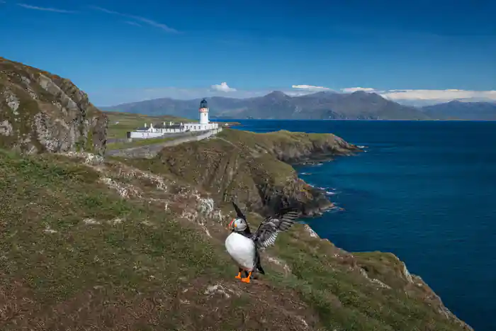 Atlantic puffin with wings spread on grassy slope