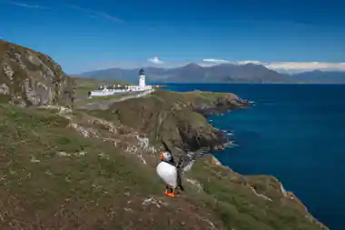Atlantic puffin with wings spread on grassy slope