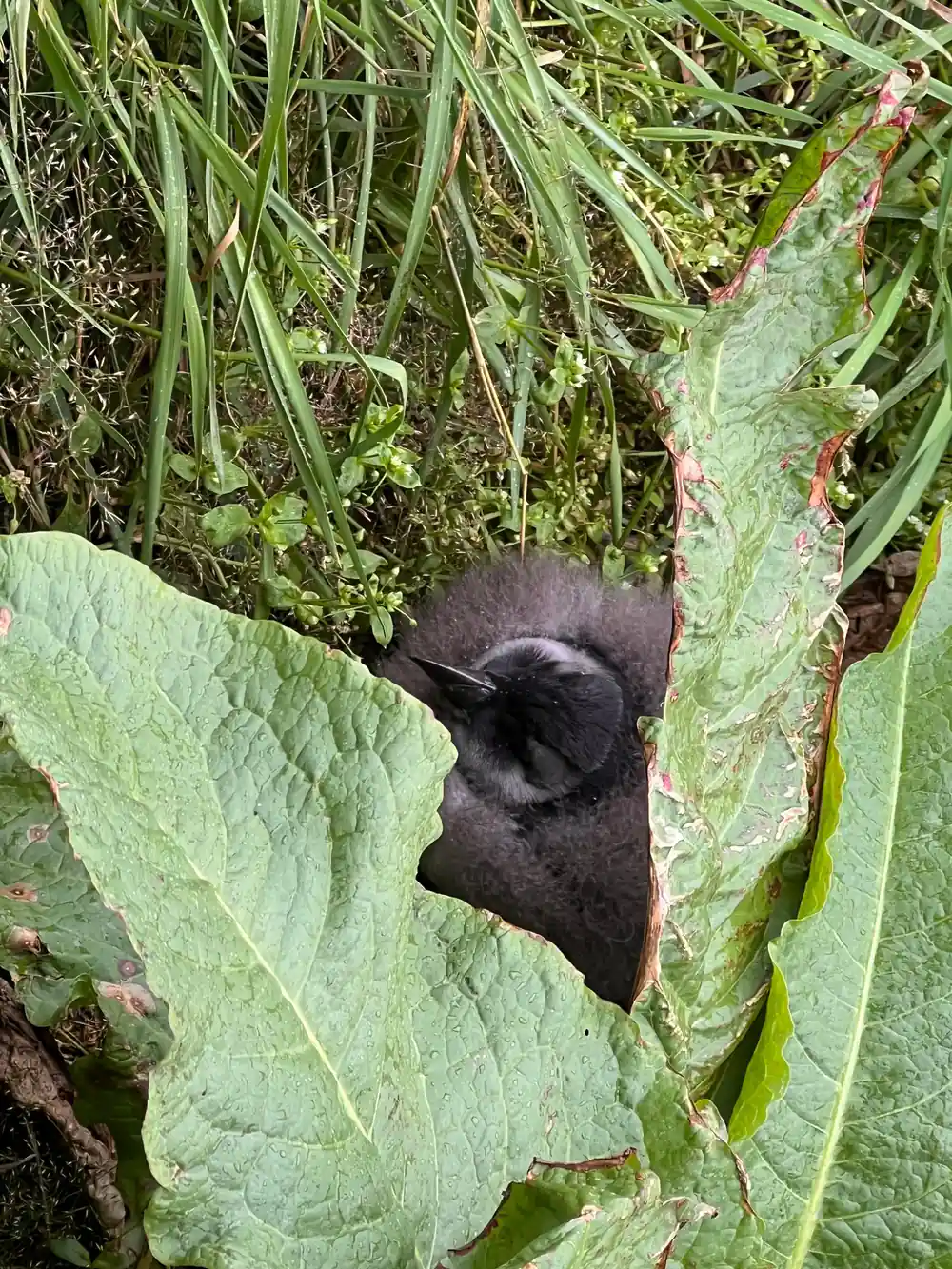 Black bat roosting on large green leaf in vegetation