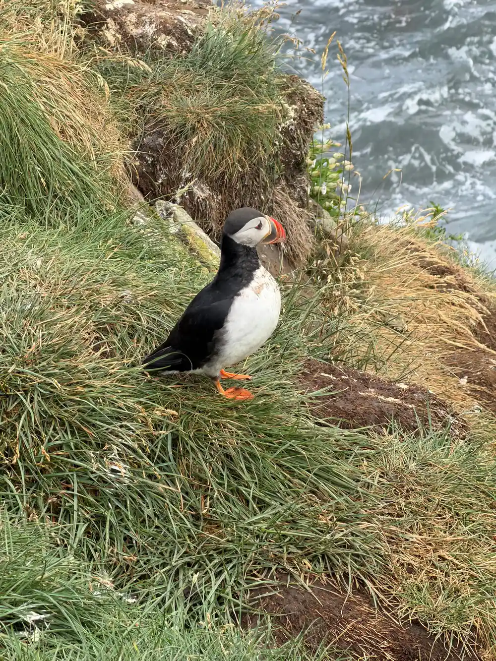 Black and white puffin standing in coastal grass