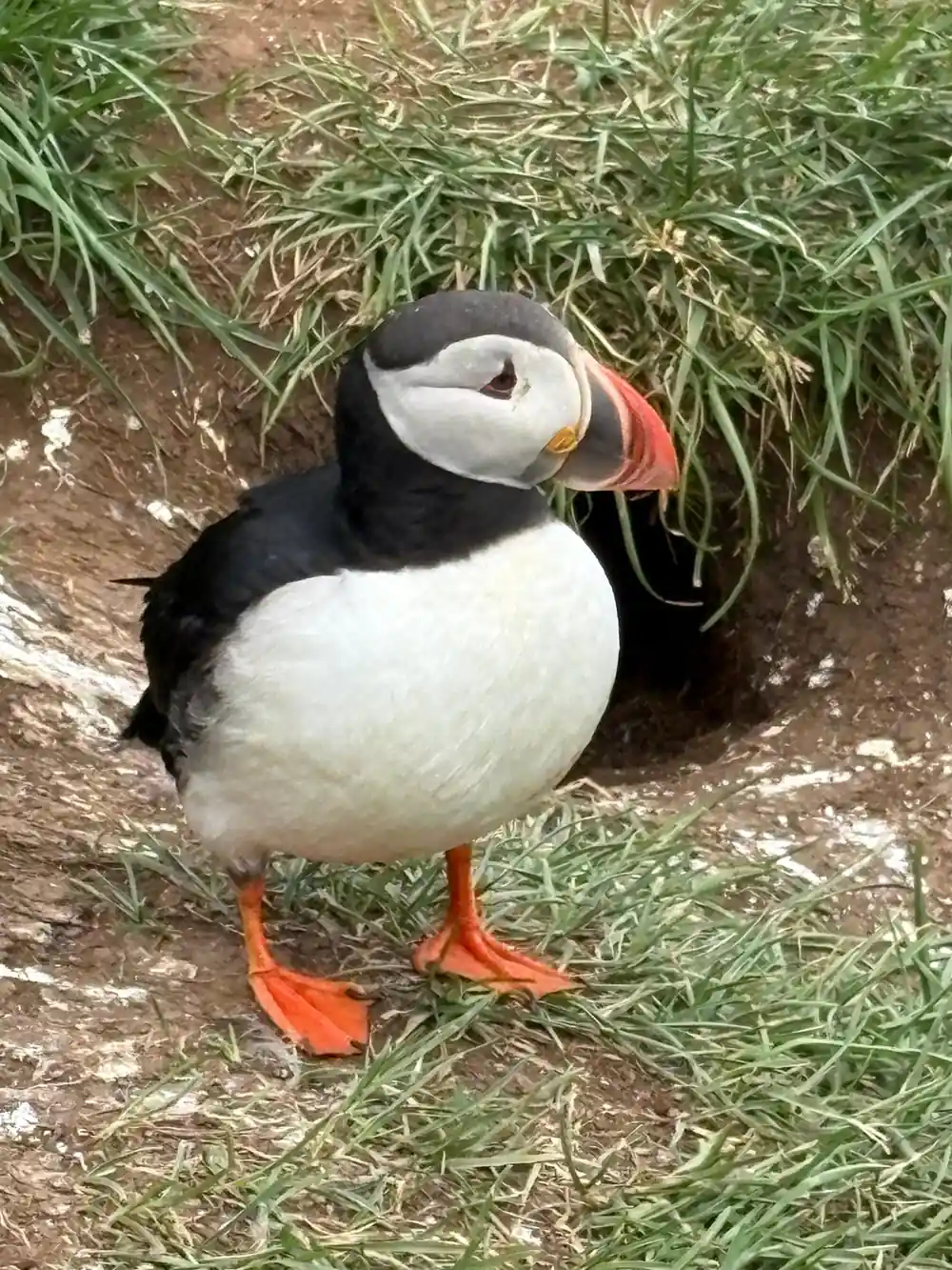 Close-up puffin with orange beak and feet