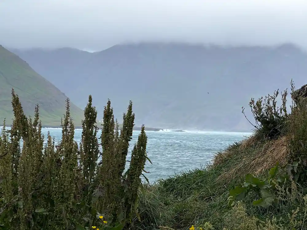Coastal landscape with tall plants and misty mountains