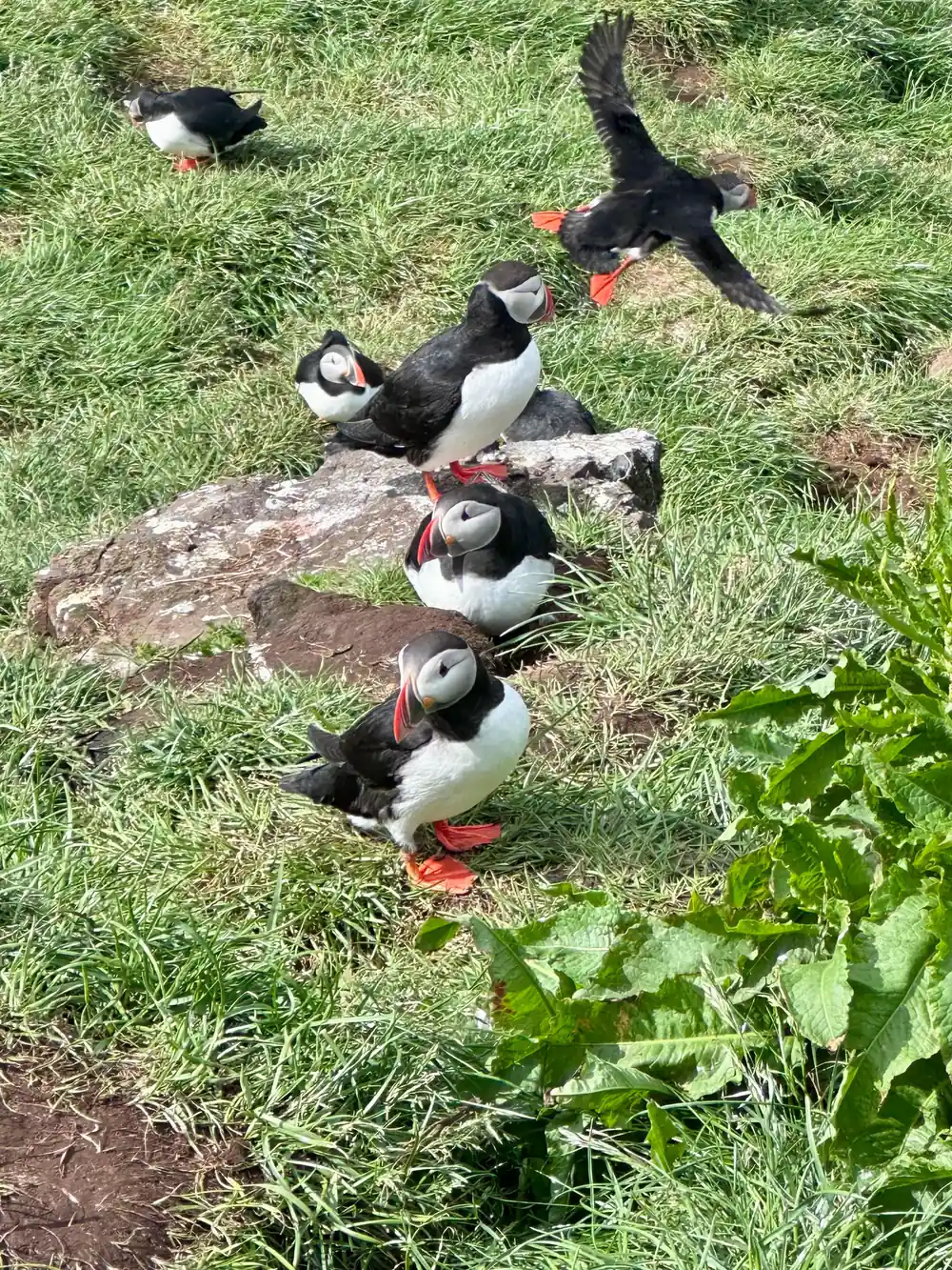 Group of five puffins on grassy ground with rock