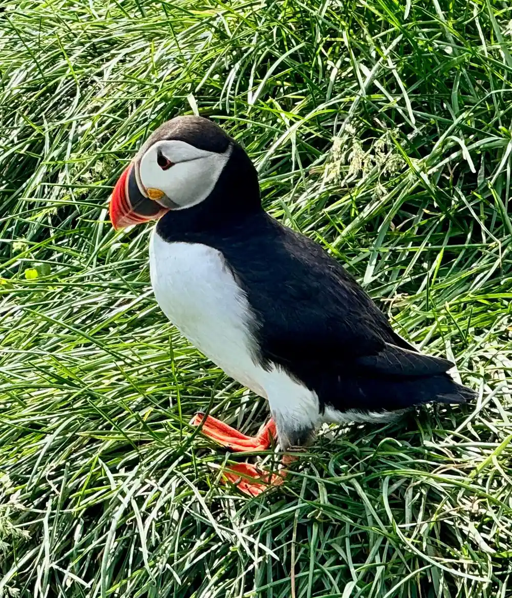 Puffin close-up standing in green grass