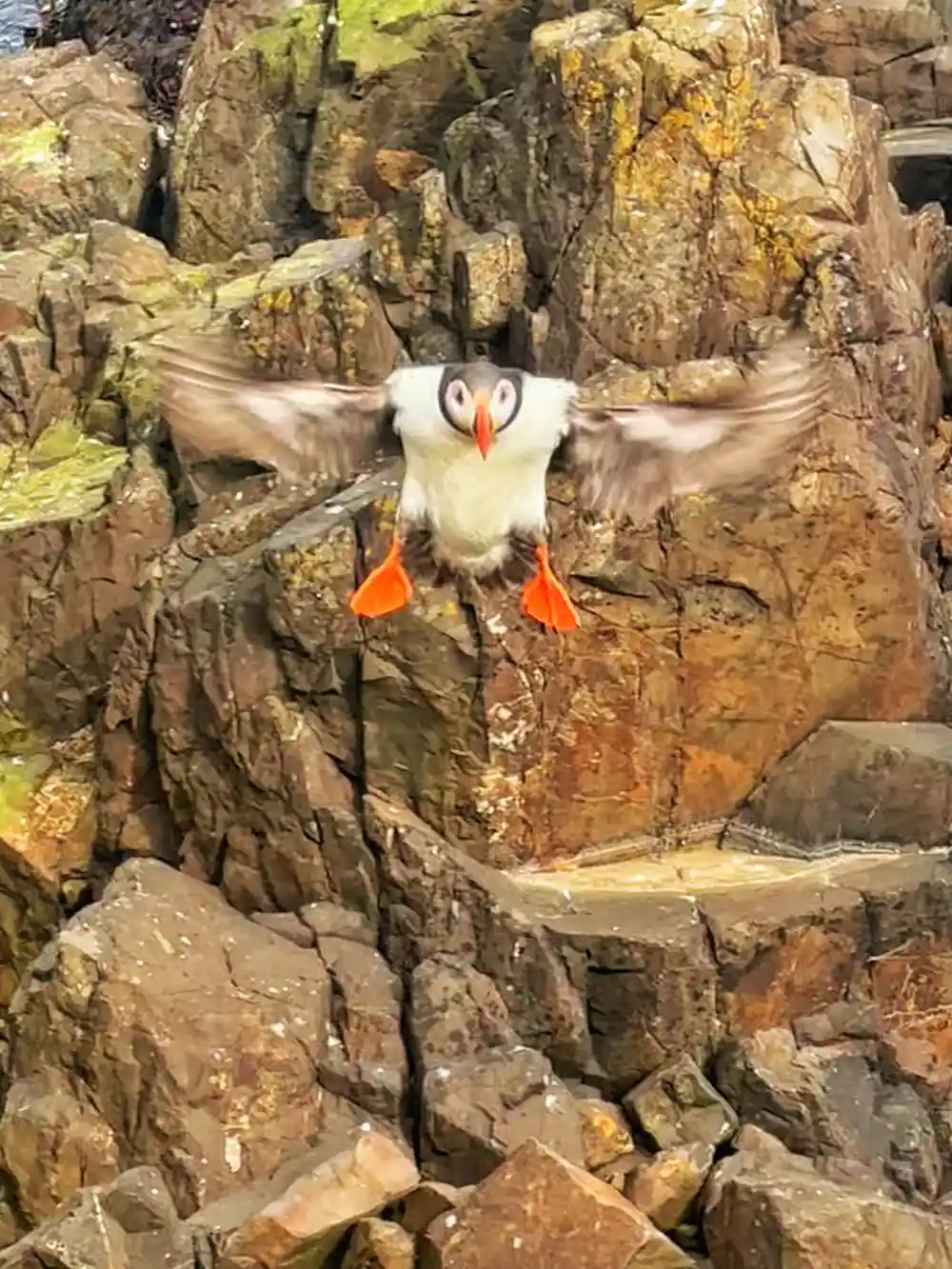 Puffin in flight with wings outstretched against rocky background