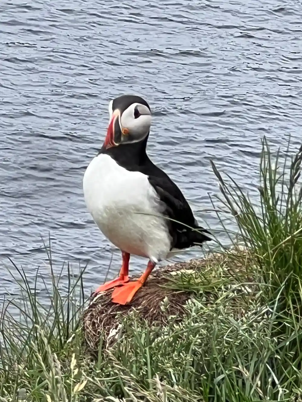 Puffin with orange feet standing on grassy coastal rock