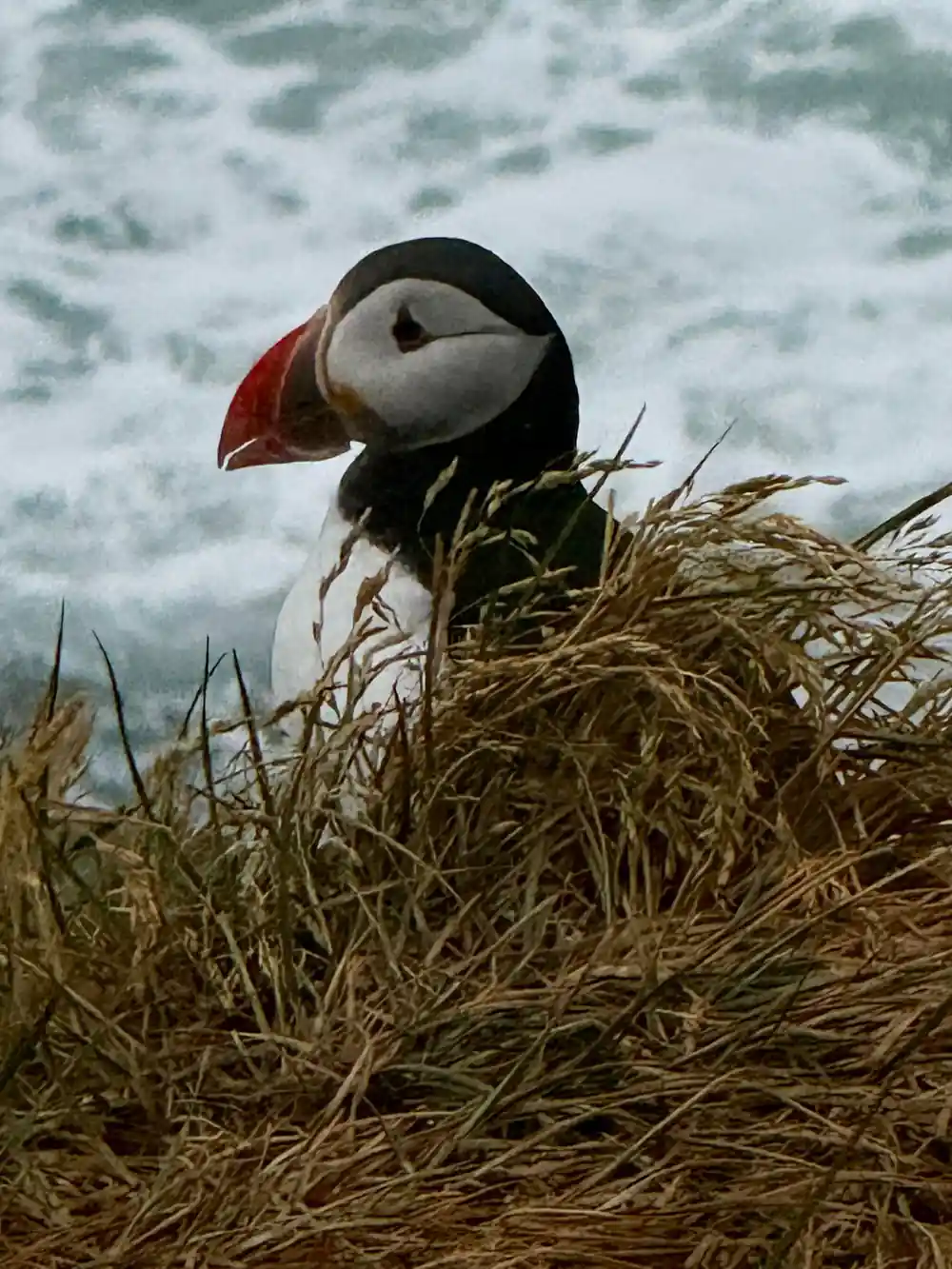 Puffin perched on dry grass overlooking ocean and waves