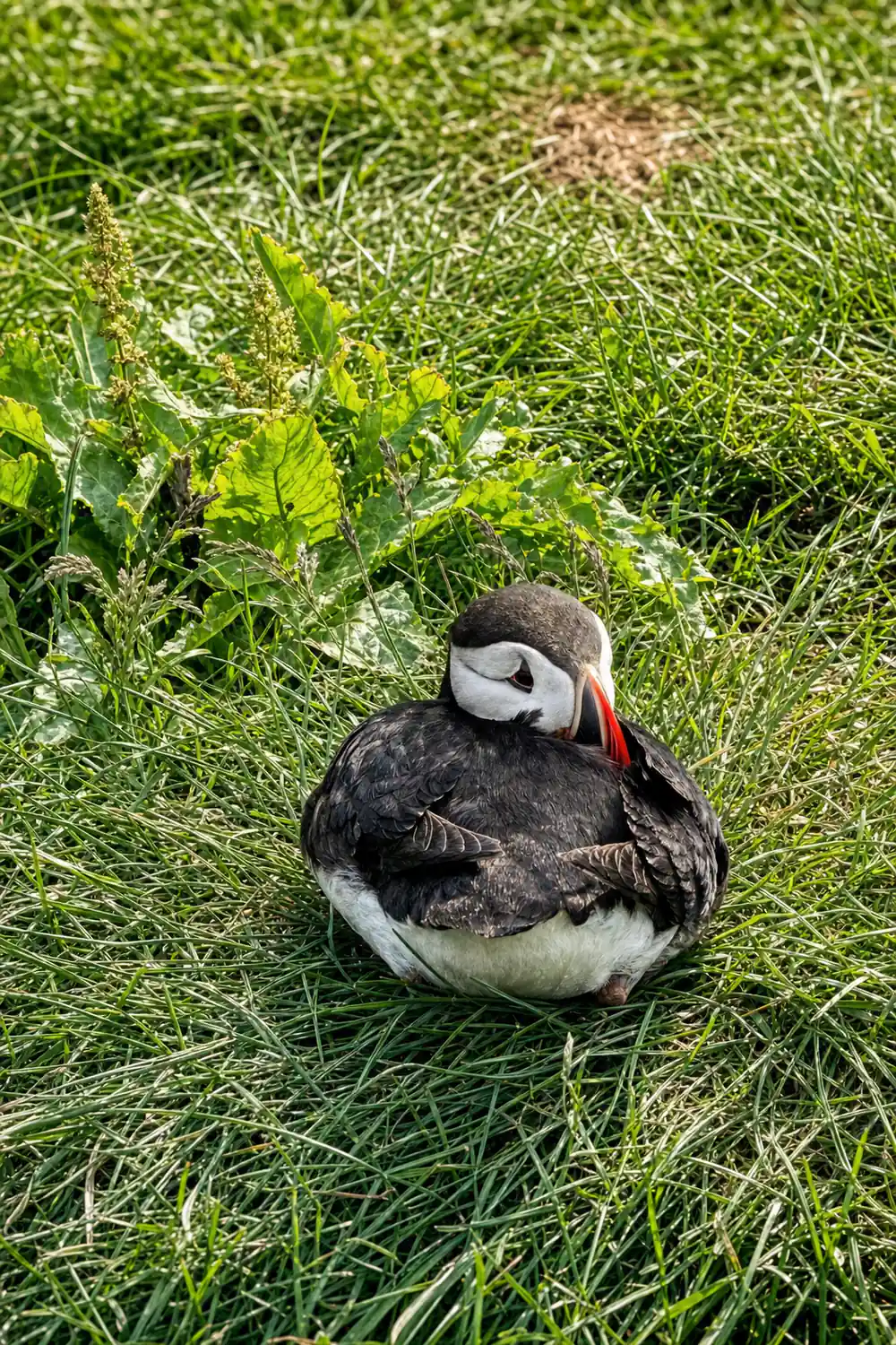 Puffin sitting in grass viewed from above