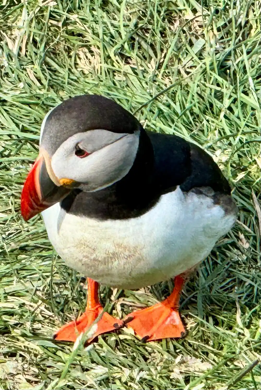 Puffin sitting in green grass looking down