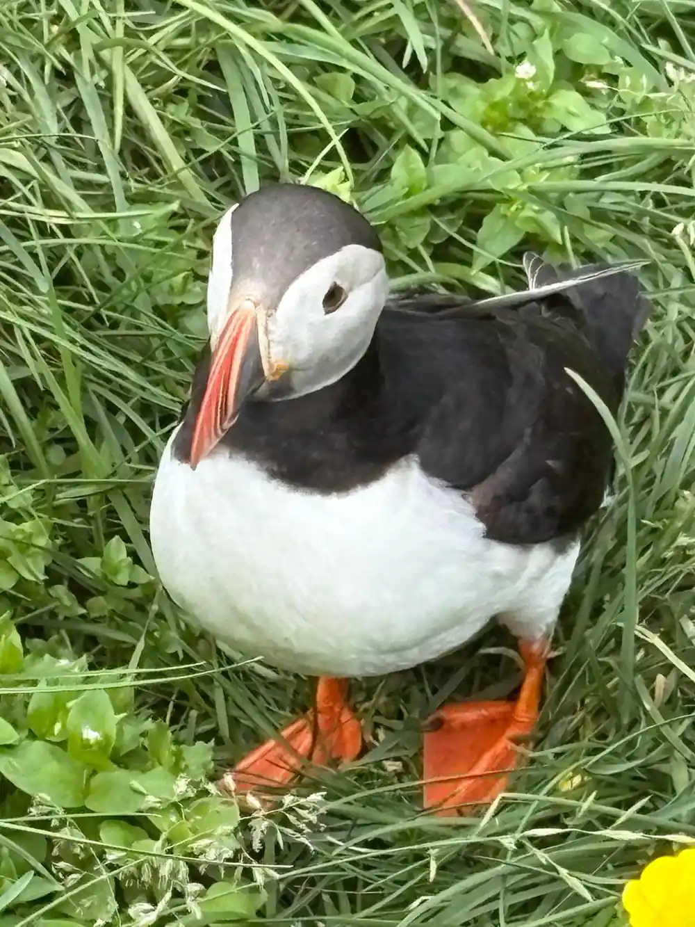Puffin standing on grass facing camera
