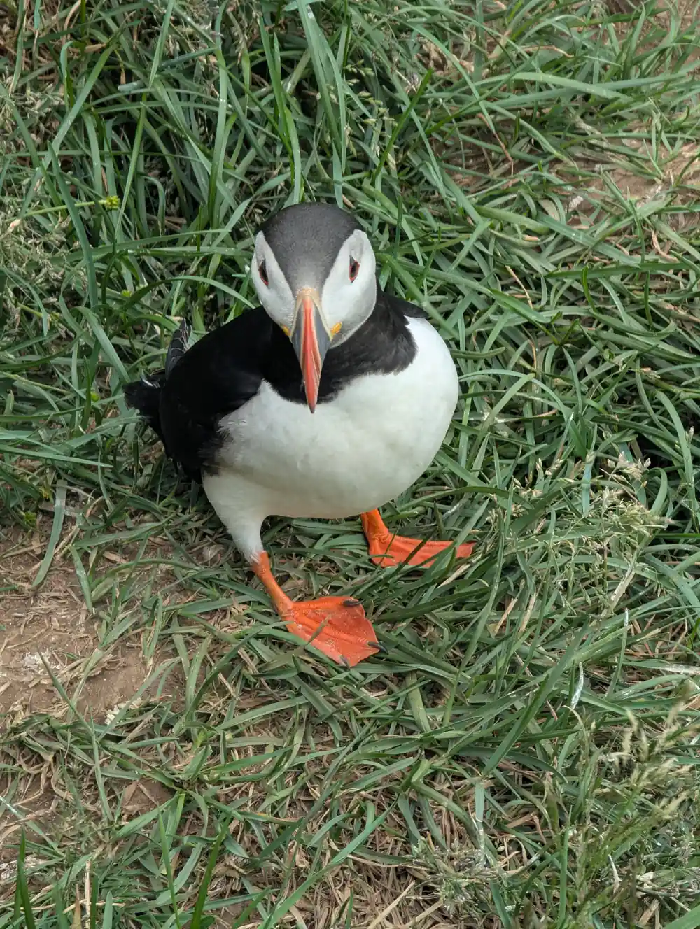 Puffin standing on grass looking at camera