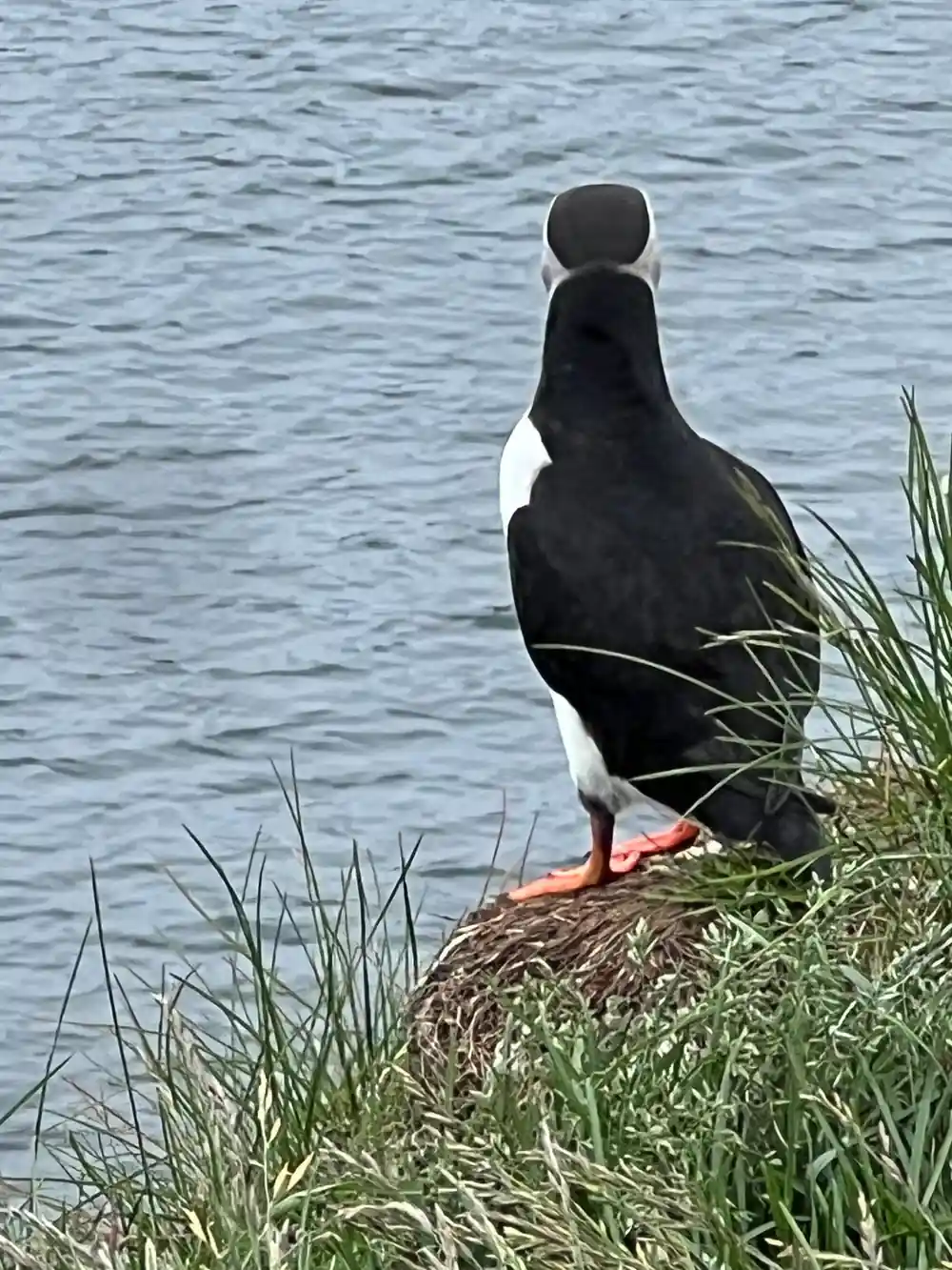 Puffin standing on grassy edge overlooking blue ocean water