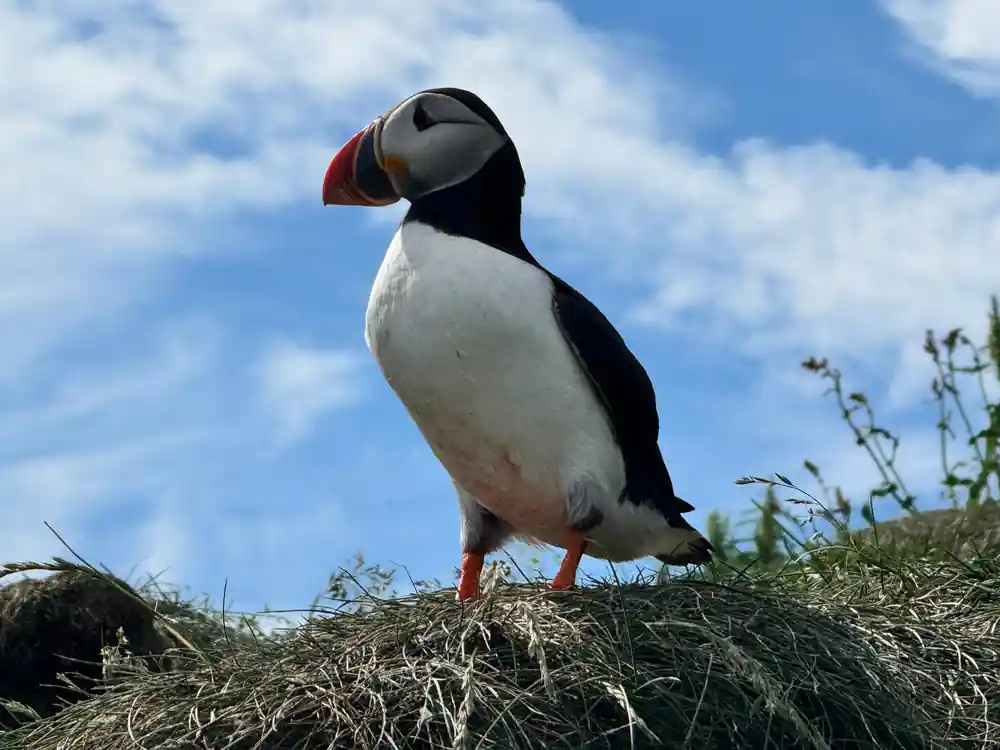 Puffin standing on grassy slope against blue sky