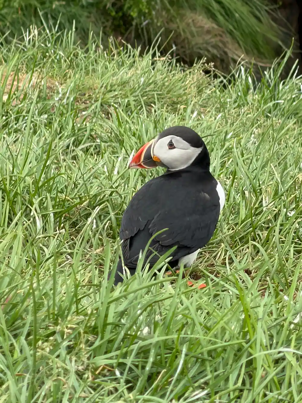Puffin in tall grass on hillside