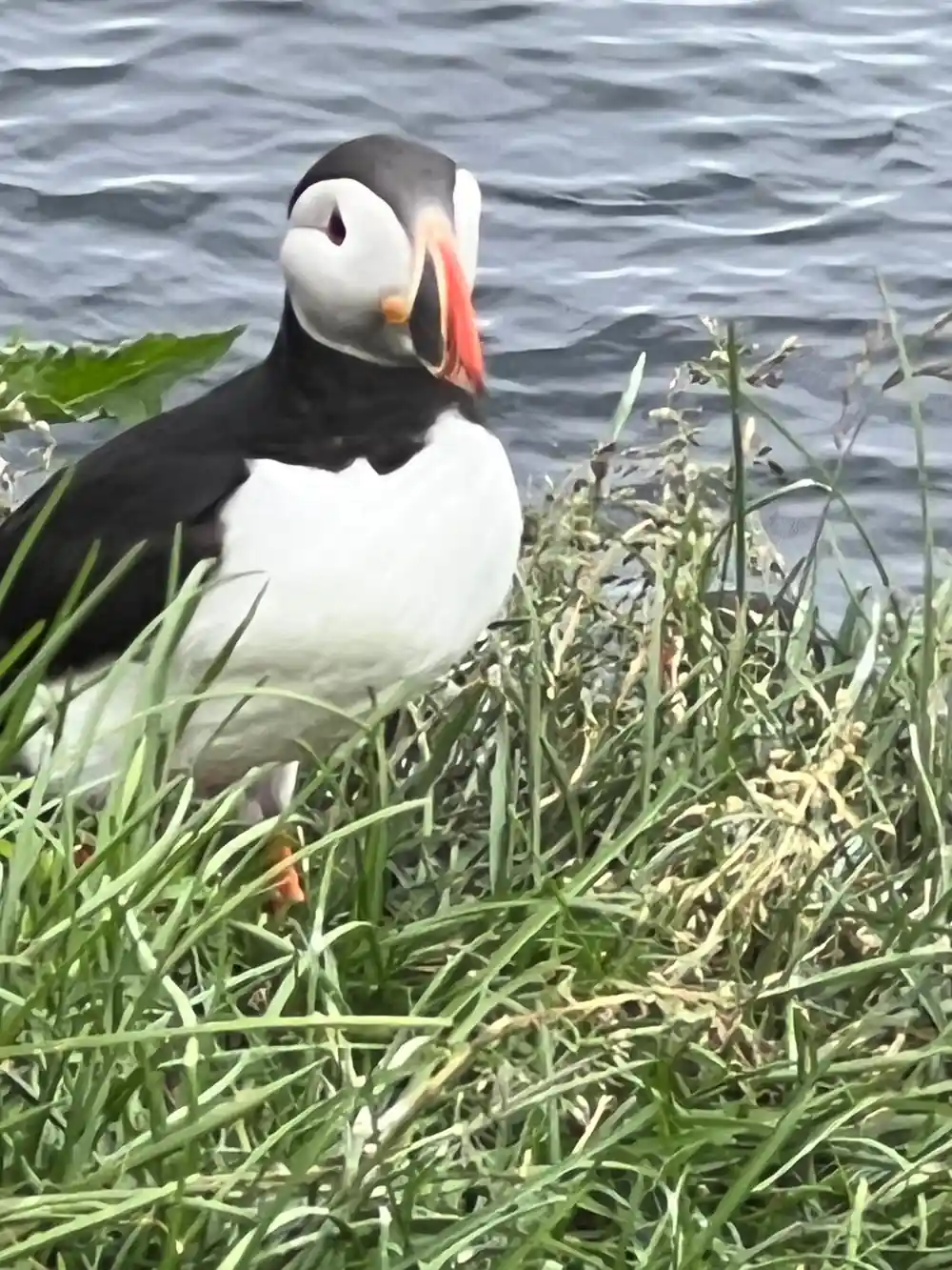 Puffin with wings spread on grassy coastal terrain
