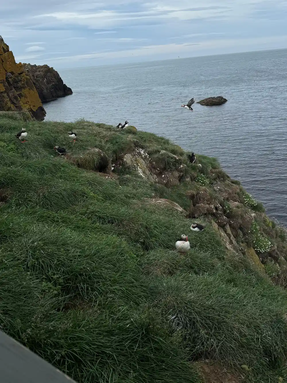 Puffins on coastal cliff edge with ocean