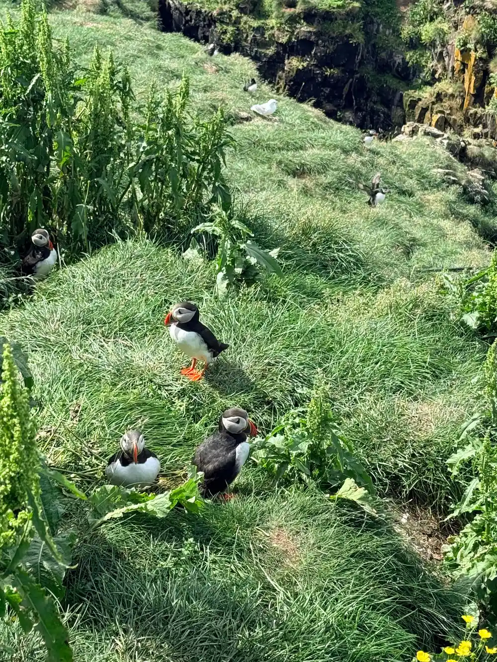 Puffins nesting in grassy hillside vegetation
