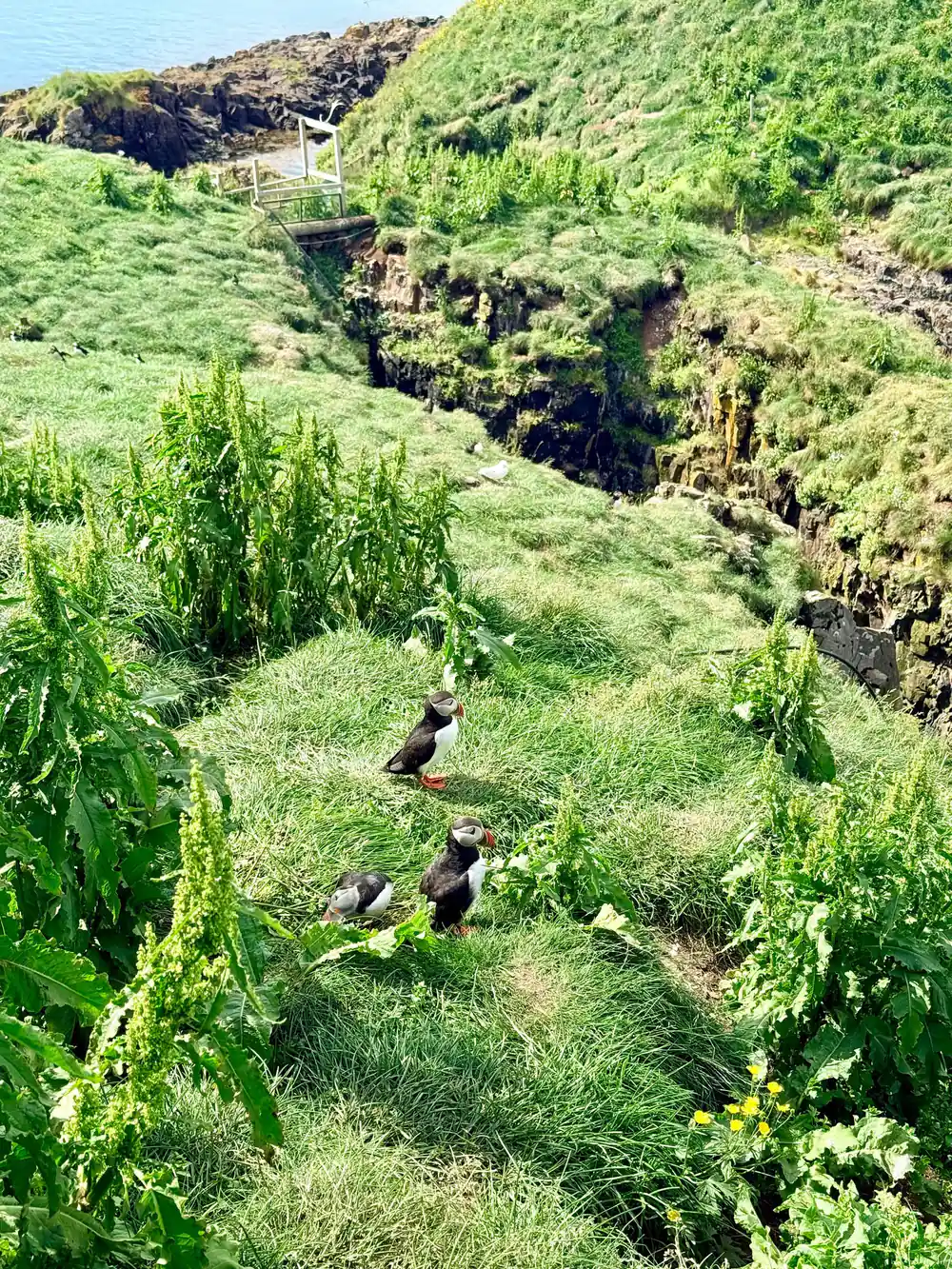 Puffins walking among green grass and vegetation