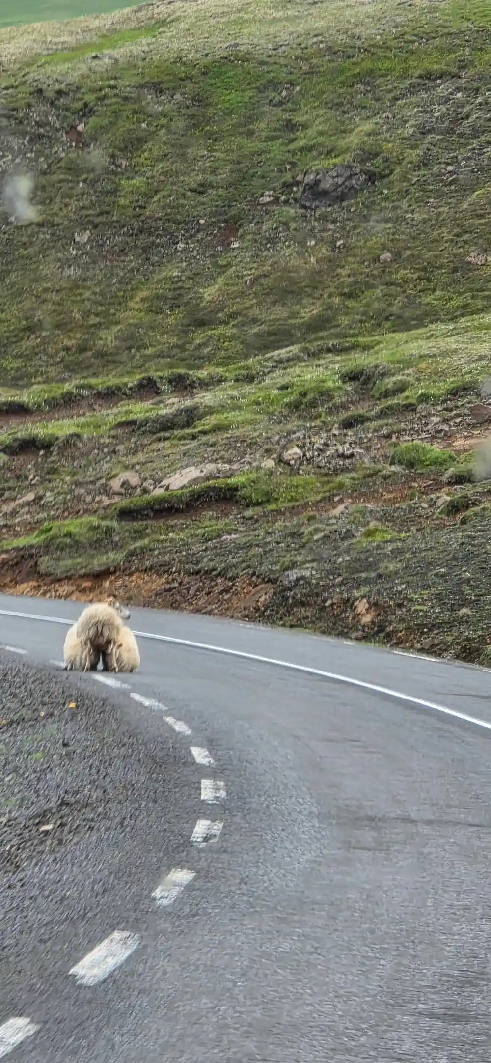 Sheep walking on asphalt road in mountains