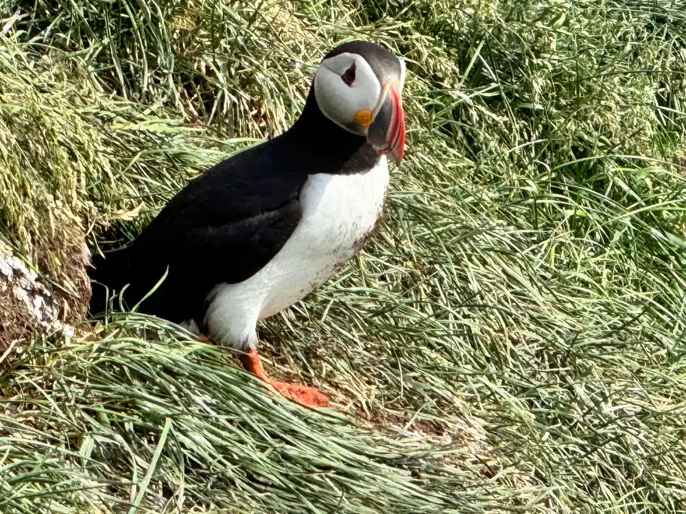 Single puffin in profile standing on grass