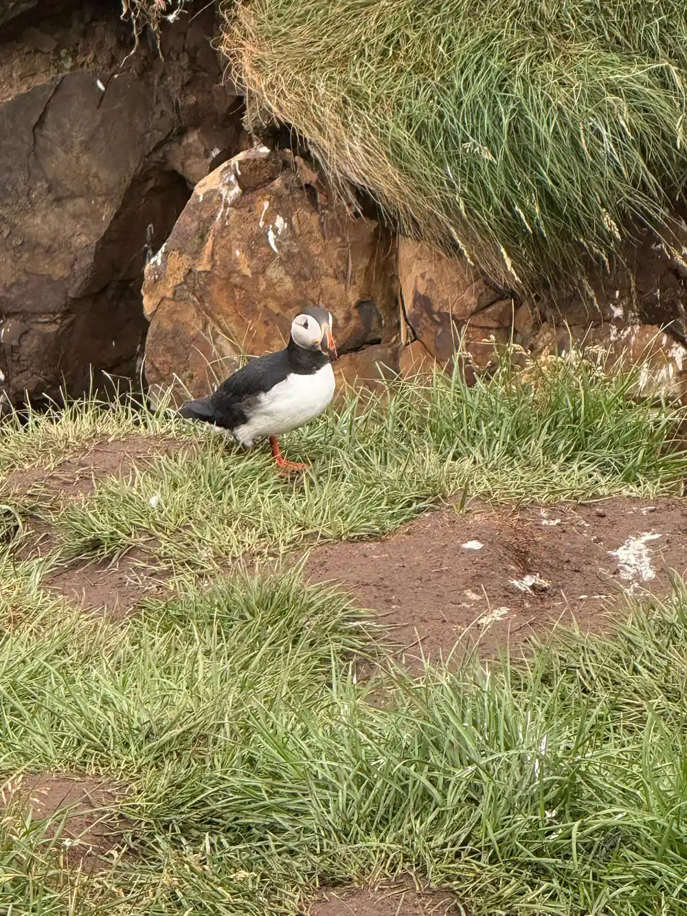 Single puffin standing by grassy bank