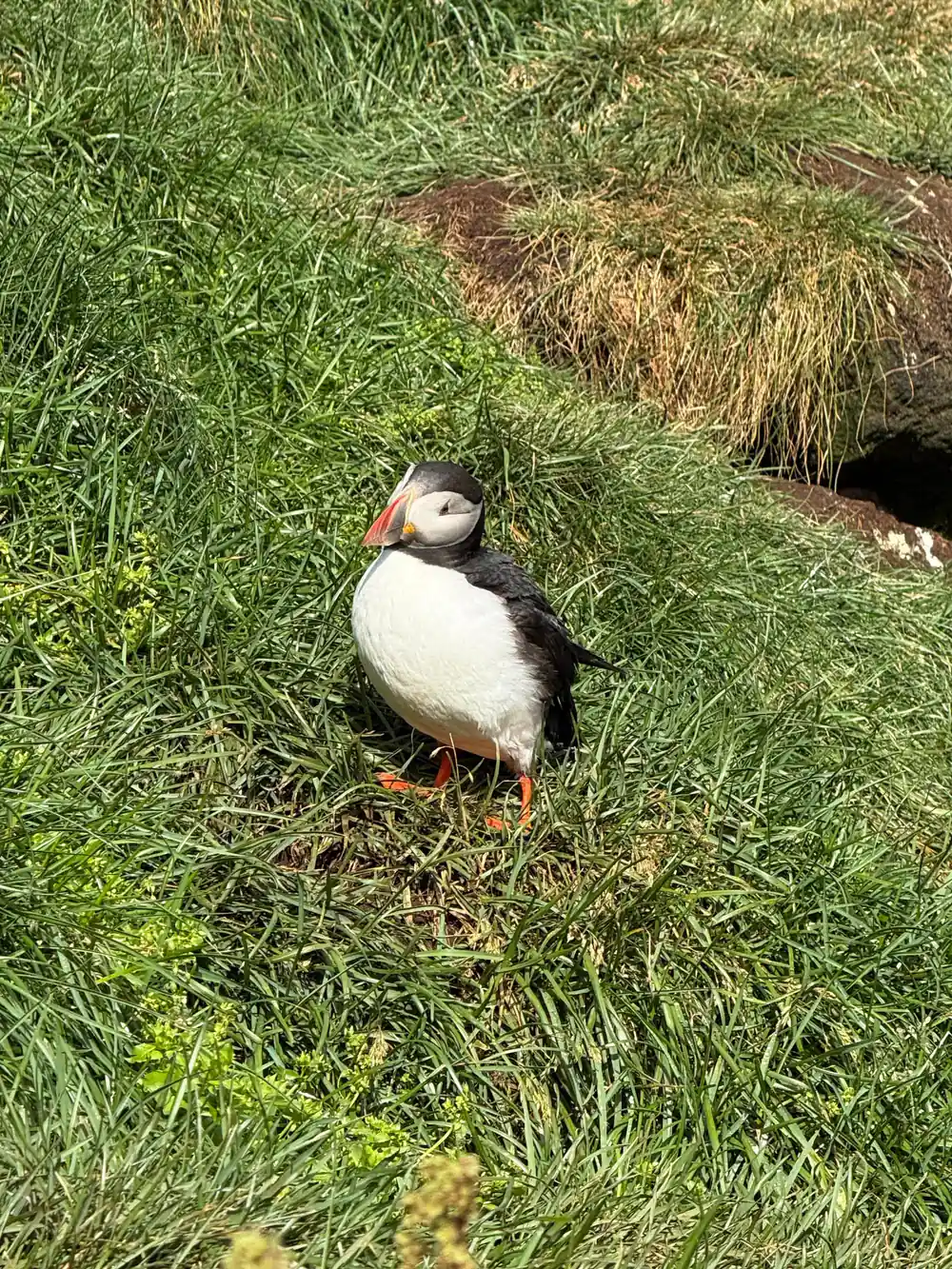 Single puffin standing in green grass with burrow entrance