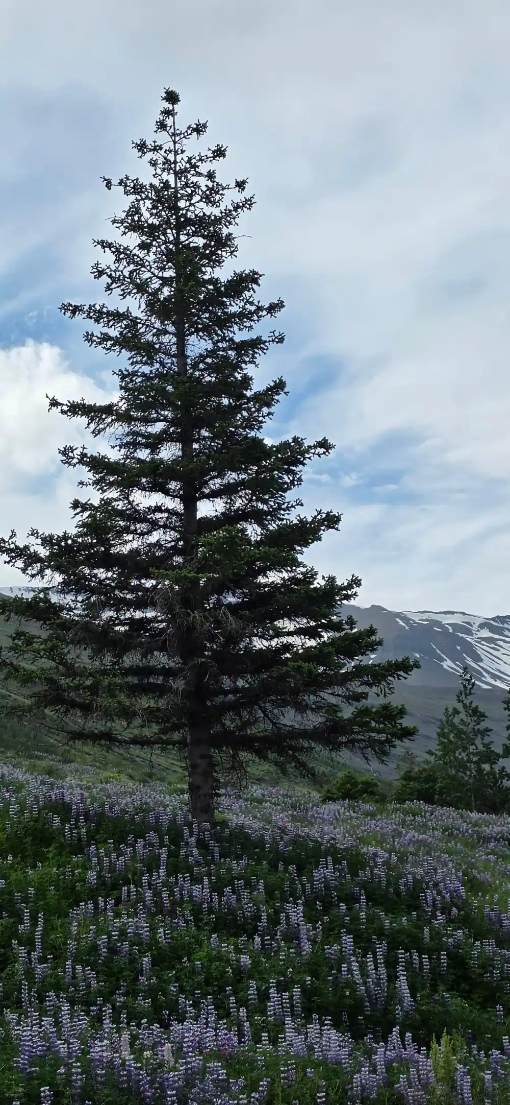 Tall coniferous tree with mountain and flowers behind