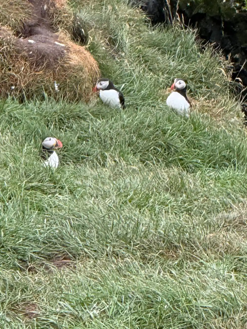 Three puffins in grass near burrows