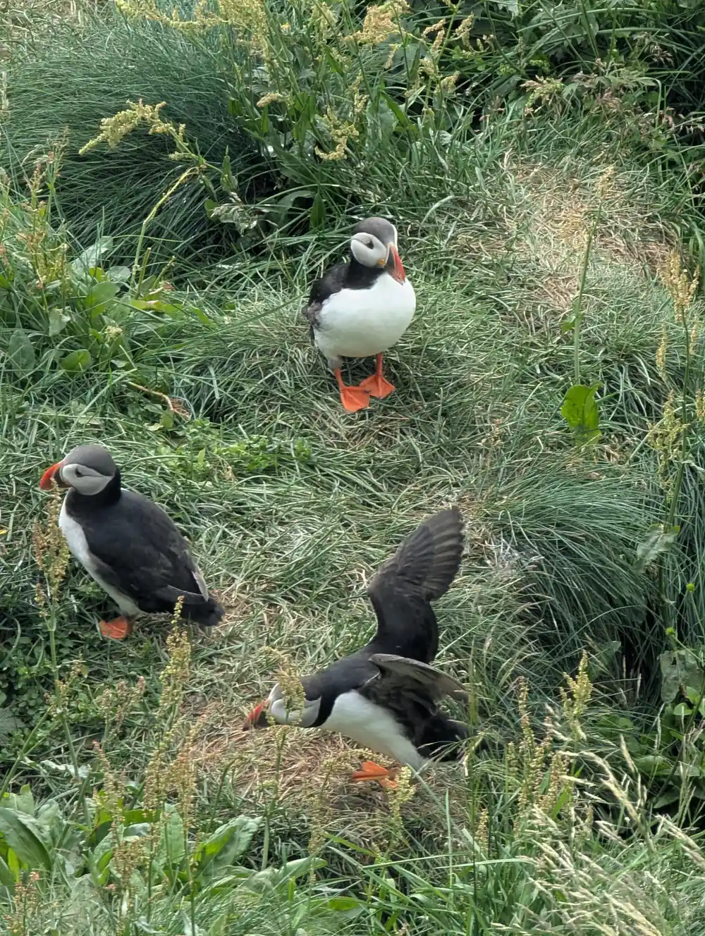 Three puffins in grassy vegetation near water