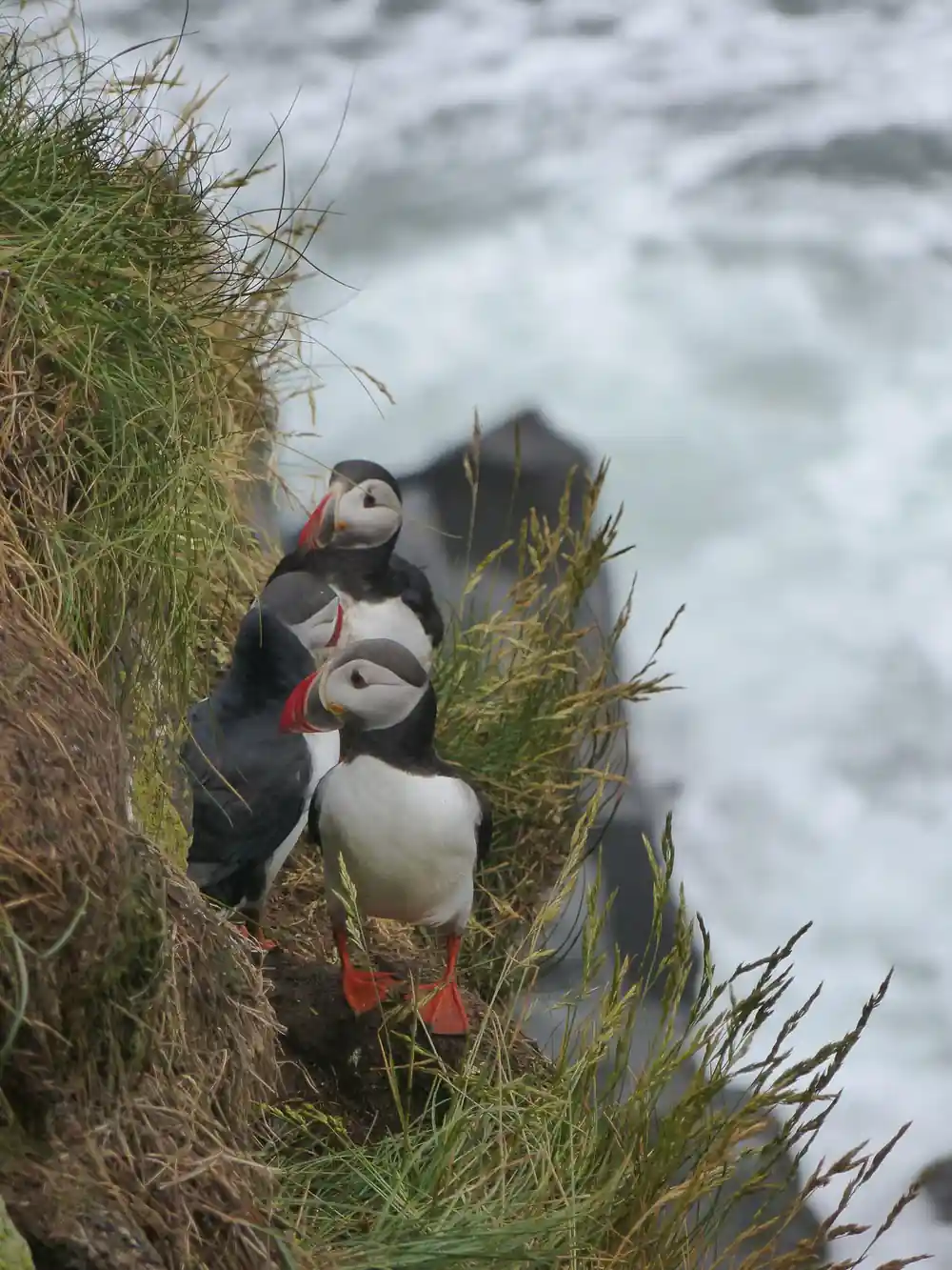 Two puffins perched on grassy cliff above turbulent water