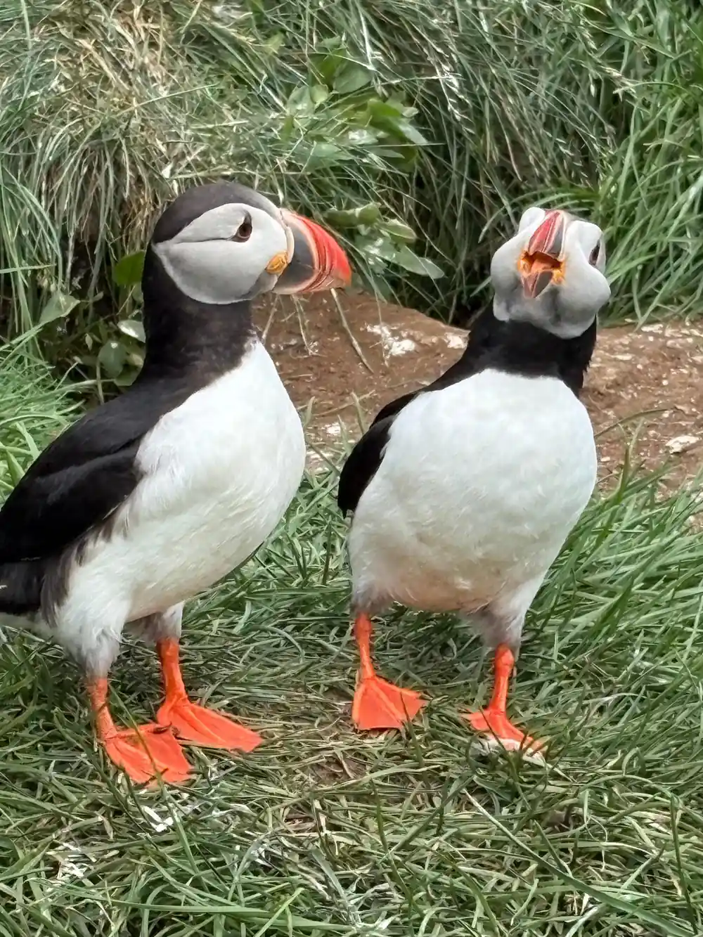 Two puffins side by side on grass