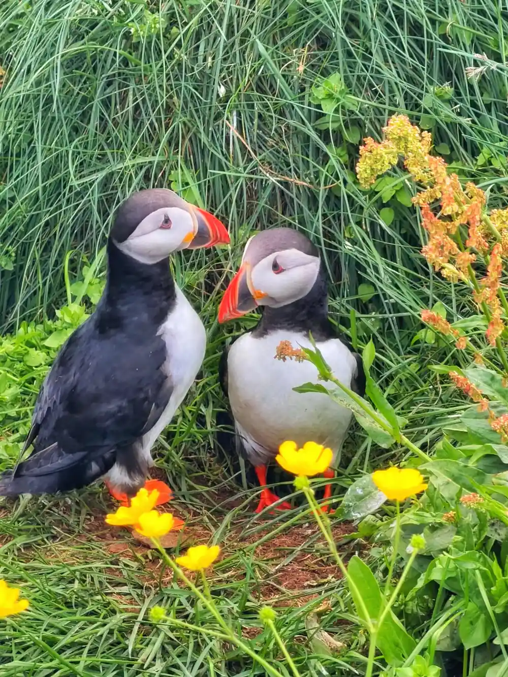 Two puffins standing in grass and yellow wildflowers together