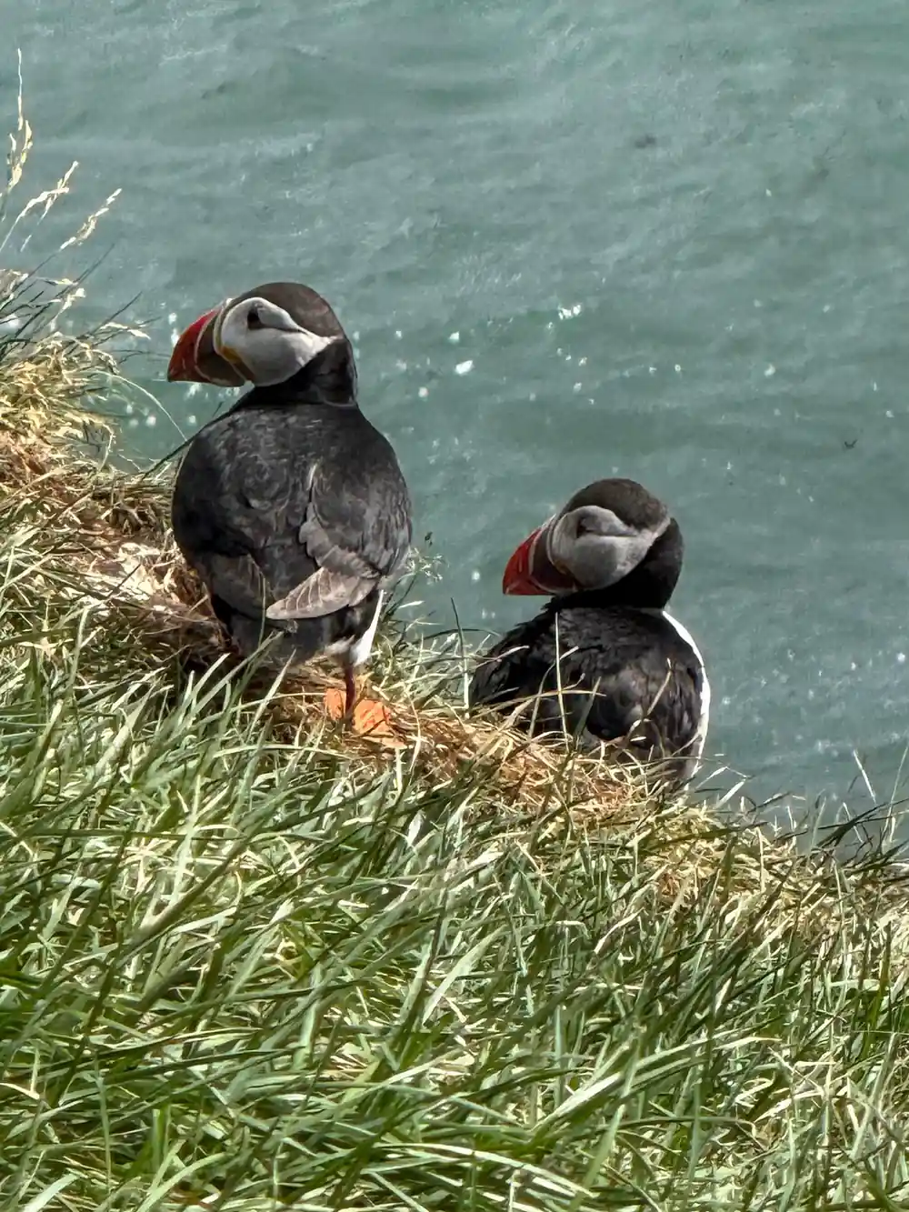 Two puffins standing on grassy clifftop near turquoise water