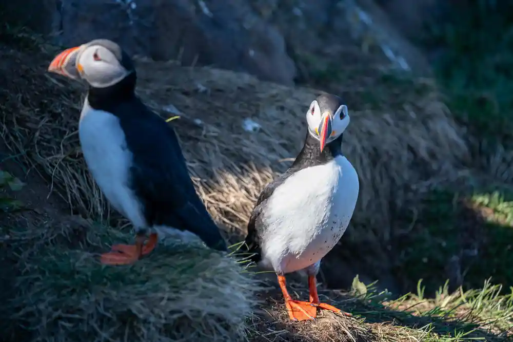 Two puffins standing together on dark rocky ground